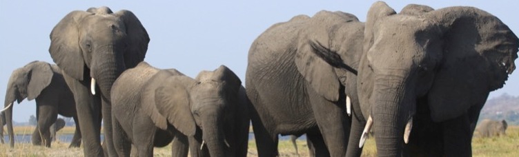 Elephants Without Borders/EWB Inc.